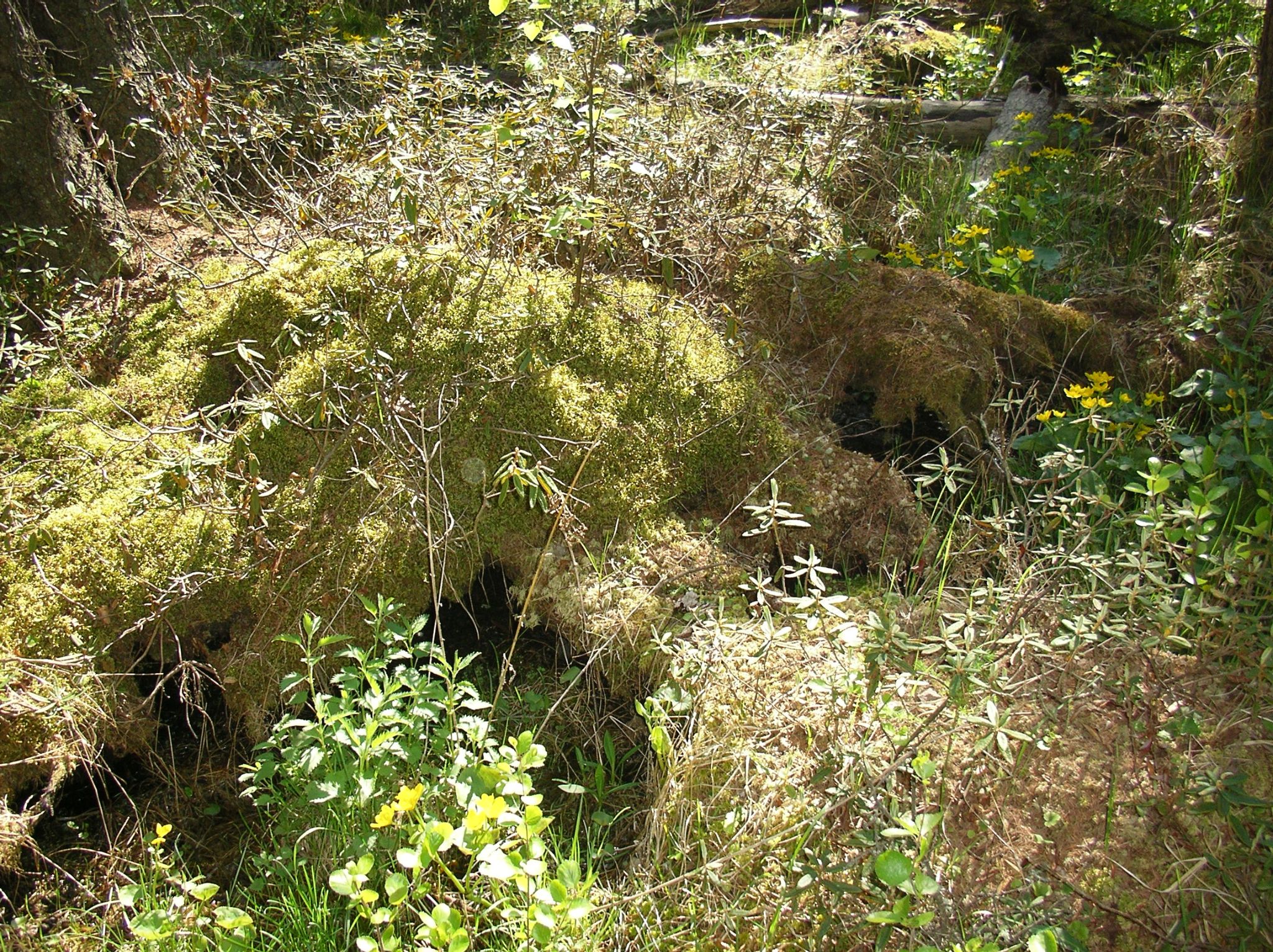 17   Pasture   male toad favorite microsite 2004 06 03